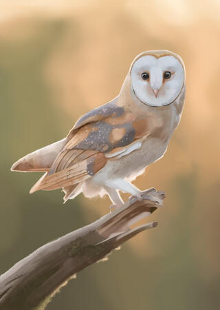 Owl Owl